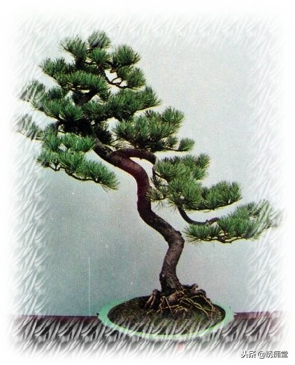 丛林式盆景欣赏,盆景欣赏及制作