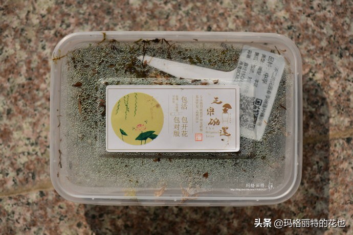 我的碗莲种子,碗莲的种植方法新手必看
