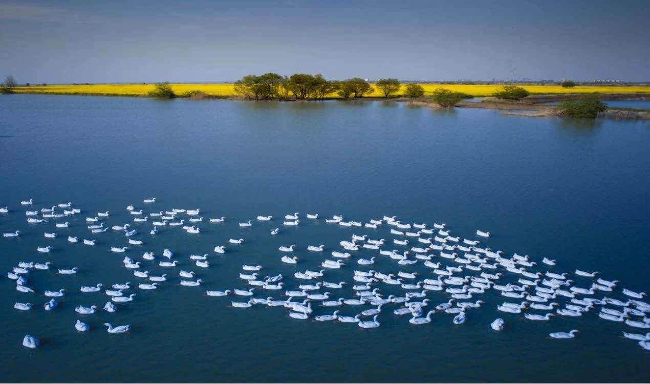 受戒明子和小英子,村姑爱上小和尚