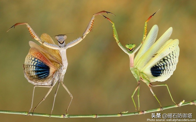 这个杀手不太冷里的人是谁,这个杀手不太冷里边的缉毒警