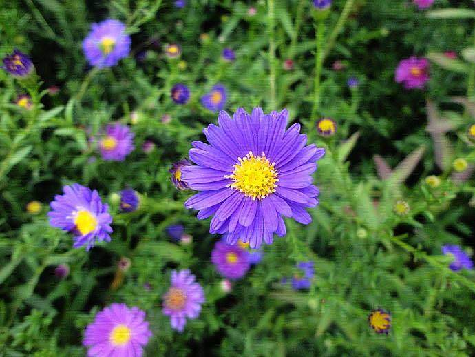开春第一野菜营养美味,这个季节的野菜是不可多得的美味