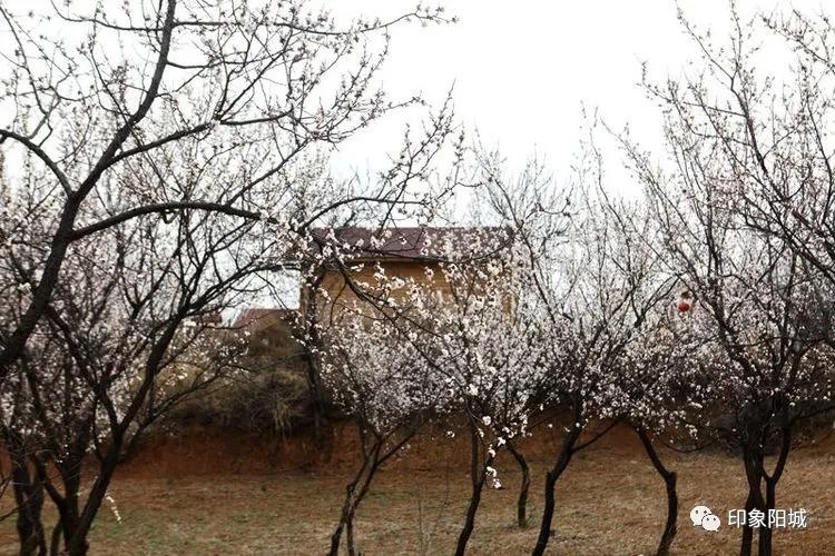 晋城哪里可以春游,晋城附近春游景点