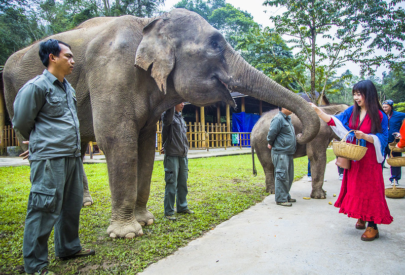 到西双版纳过大年，六日出行超详细吃，住，行攻略