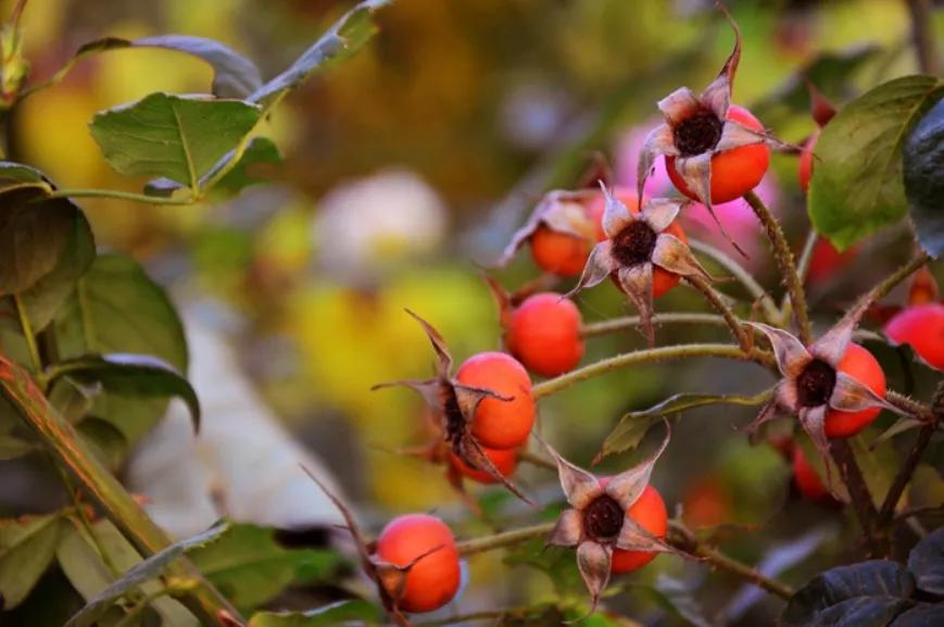 石家庄二中南校区怎么样,石家庄二中怎么样好不好