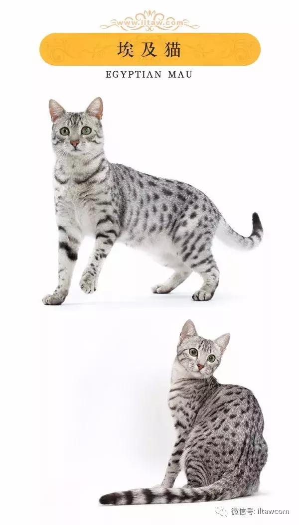 搜猫咪各种图片,世界猫咪图录