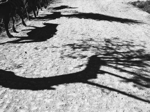 黑白照片变彩色是原来的颜色吗,为什么一点黑白照片就能变成彩色