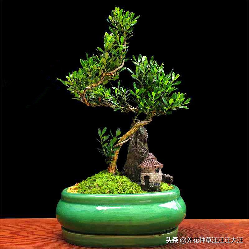 黄杨树耐热耐寒吗,珍珠黄杨的盆景造型