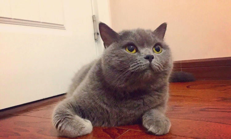 英短蓝猫有哪些特点,英短蓝猫好养活吗