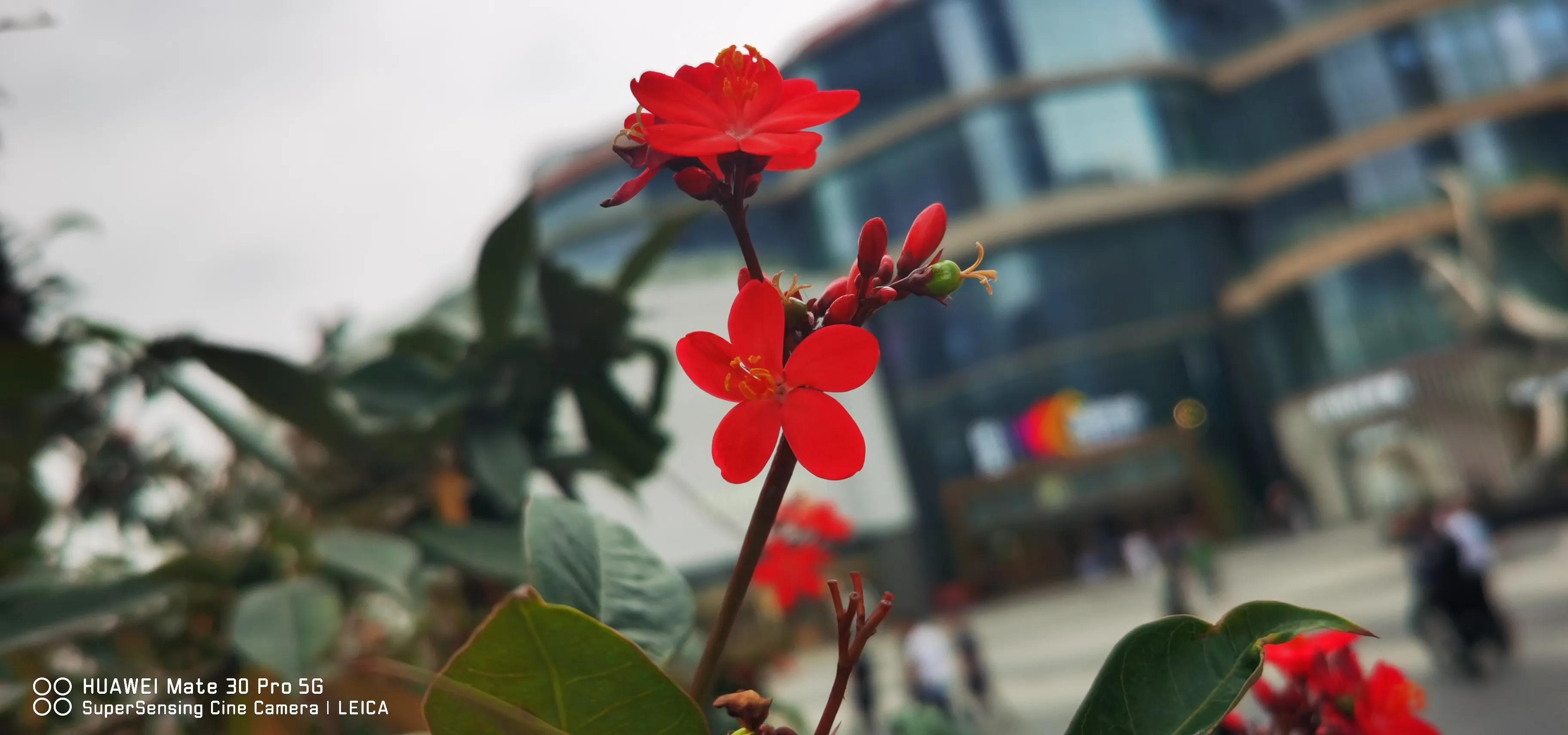 涓滆帪鑾炲煄鍙洯,涓滆帪鑳滄櫙鏃呮父