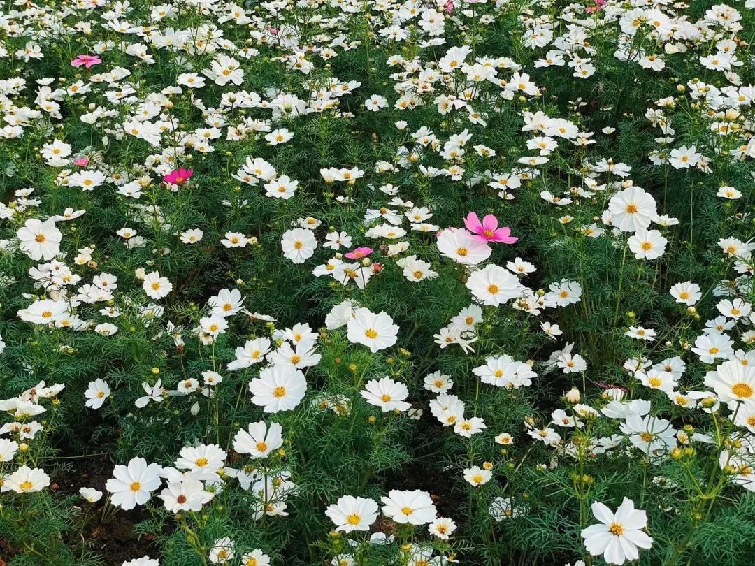 海心沙的花海美爆了,广州海心沙花海