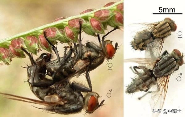 海天黄豆酱为什么不生虫,东北大酱有虫子为什么