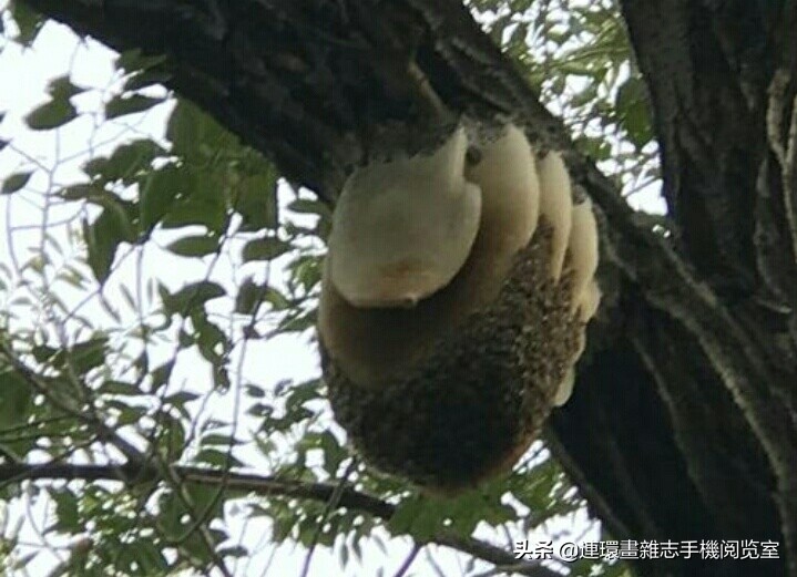 各式蜂巢,各种各样的蜂窝