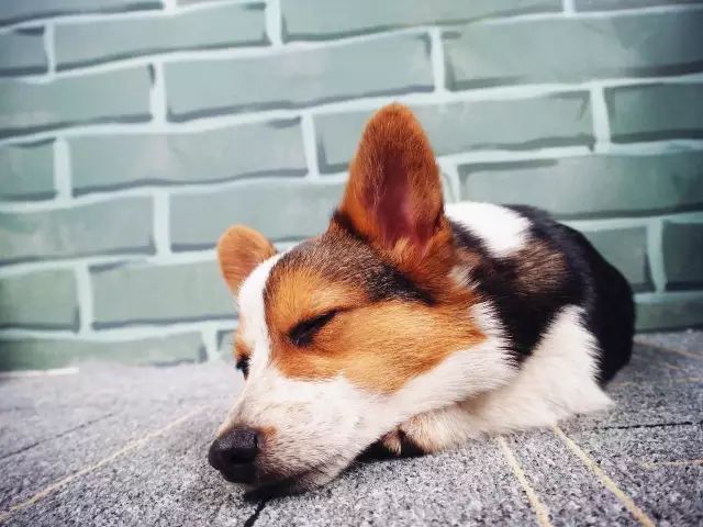 柯基生病了吃什么可以好,柯基幼犬生病了怎么办