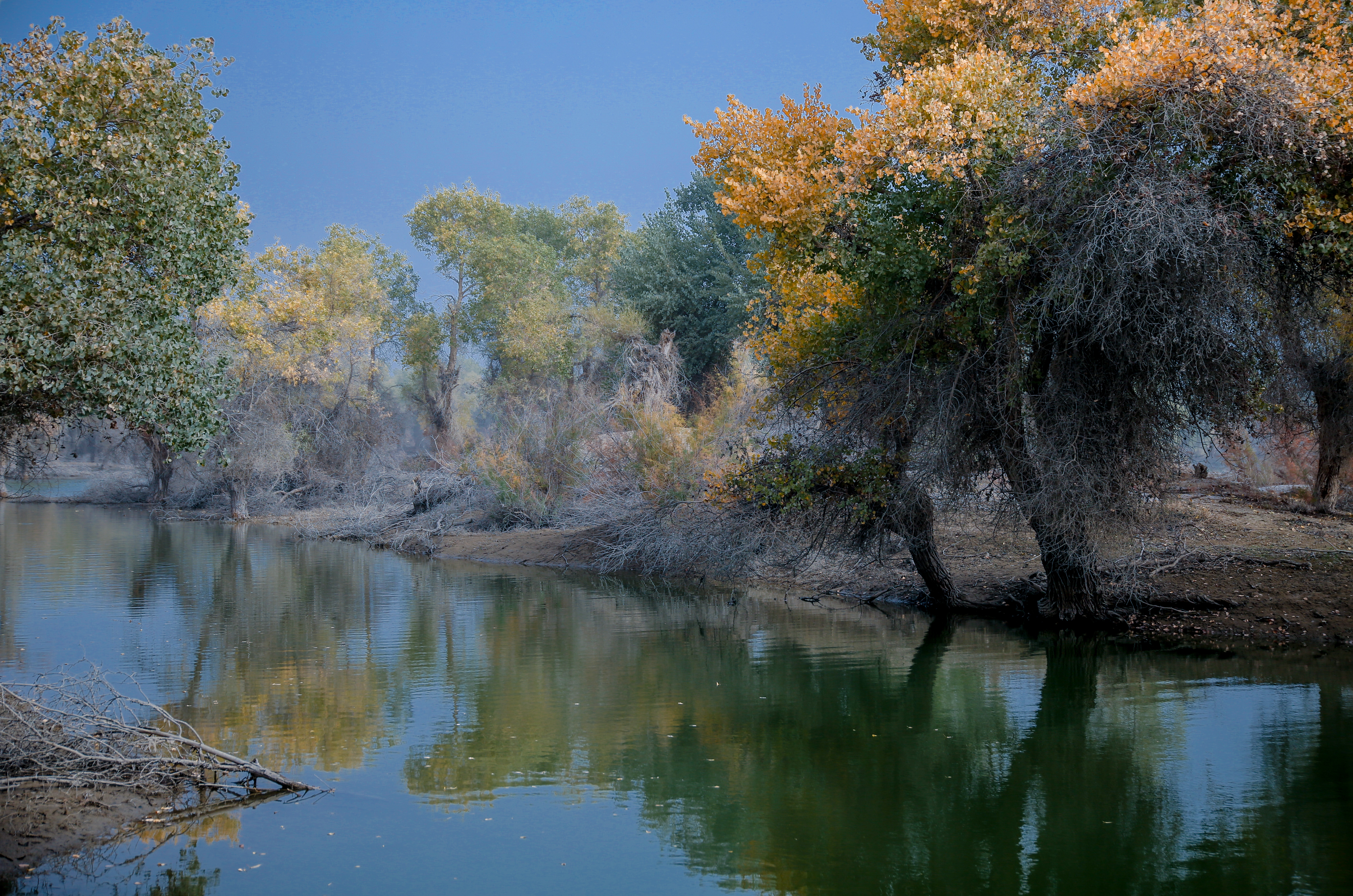 沙雅冬天的胡杨,沙雅胡杨秋天