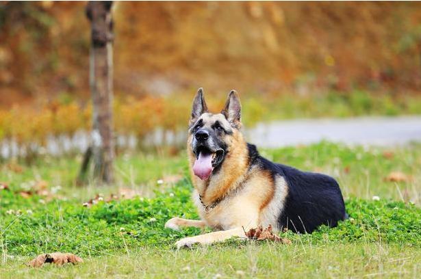 德牧呕吐白沫啥原因,德牧呕吐的厉害