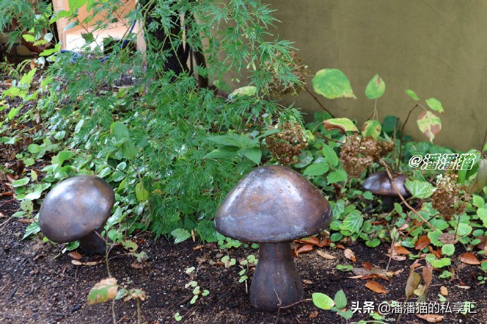 日本国宝级甜品大师小山进是谁,日本烘焙大师小山进