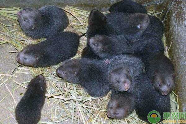 低成本养殖业什么最赚钱农村,在农村养殖什么赚钱快成本低点