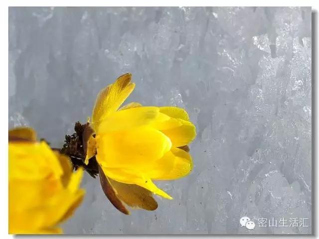 东北的冰凌花视频,东北的冰凌花有什么功效