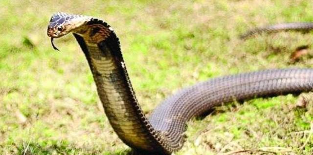 平头哥看见毒蛇扑上去,毒蛇闯入平头哥的地盘