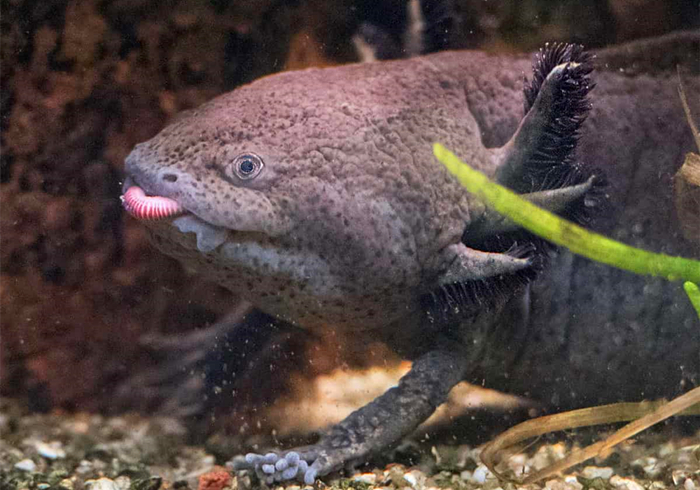 六角恐龙宠物,宠物六角恐龙