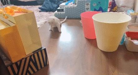 北京小公主靠吸猫血成百万大V，直播整容、大照骗、2年养死3只猫