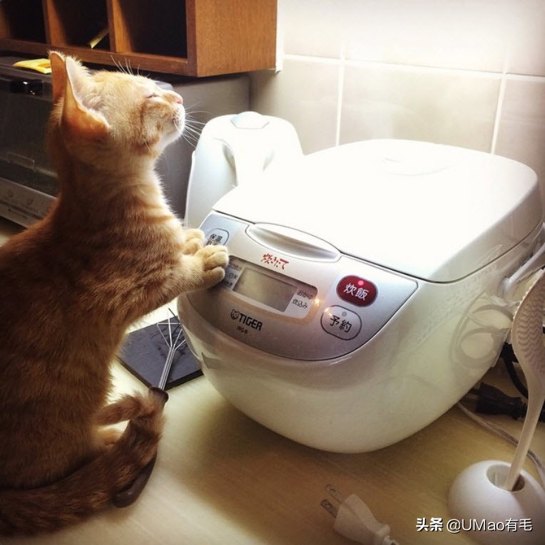 厨房是猫咪的修罗场，随便一项就能重伤