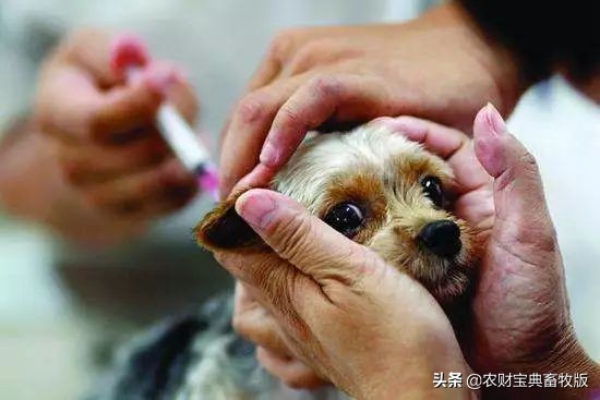 家养的狗患狂犬病的几率有多大,狂犬病对狗的致死率