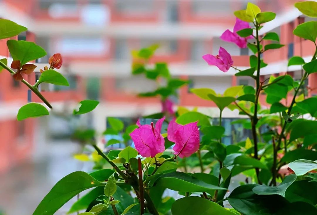 南师附中邺城路初级中学最新消息,南师附中邺城路分校怎么样