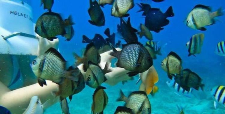 蓝梦岛恶魔的眼泪图片,巴厘岛蓝梦岛恶魔之眼要门票吗