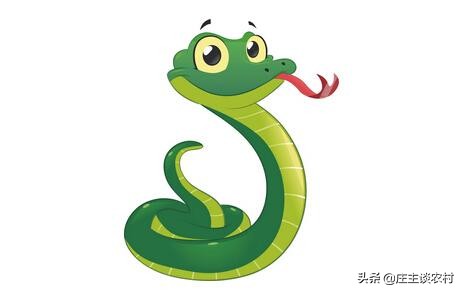 保护的小动物有哪些,保护类小动物