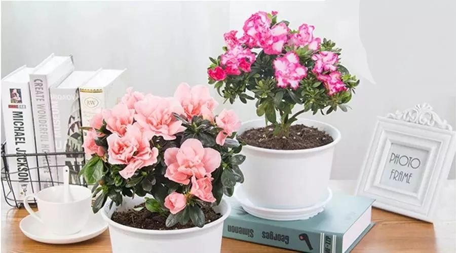 南阳台和北阳台哪个种花风水好,东南西北阳台适合养什么花