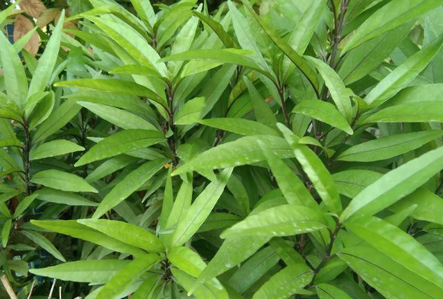 痘痘反复怎么除根护肤,痘痘反反复复怎么彻底祛除