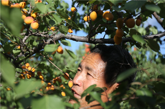 杏仁的种植方法和管理,杏仁种植的方法