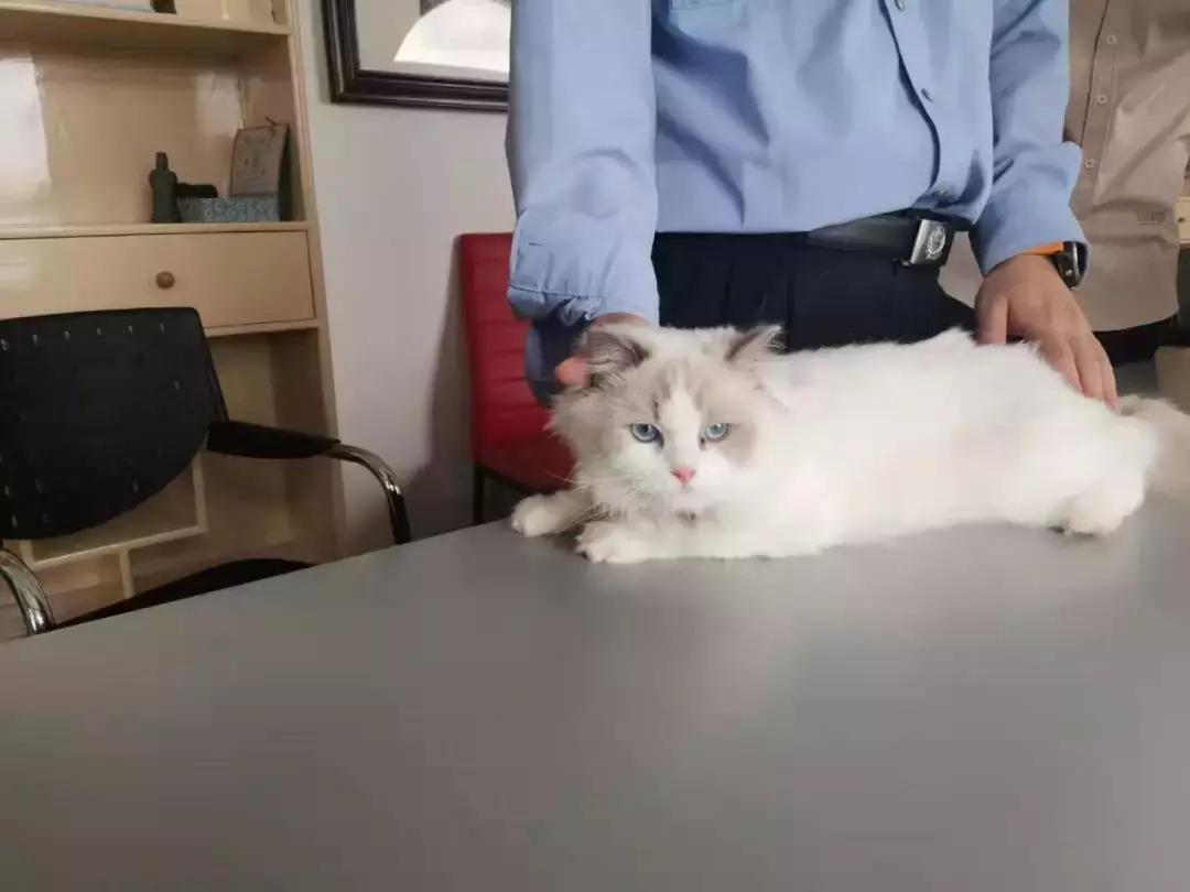 “拐走”大哥价值3万元“布偶猫”,友谊的小船说翻就翻!