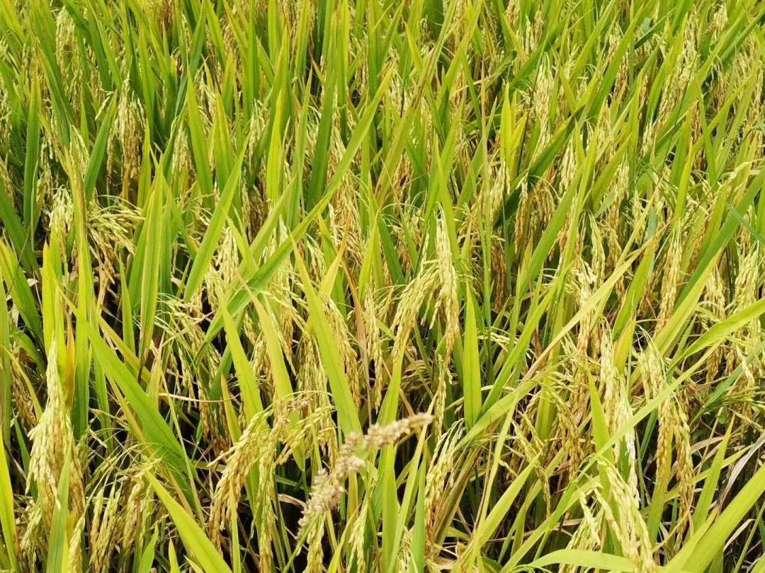 萧大师讲历史视频,萧大师作品