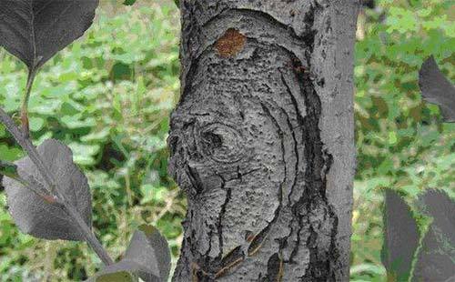 果树的癌症——苹果树腐烂病如何解决？果农朋友值得一看