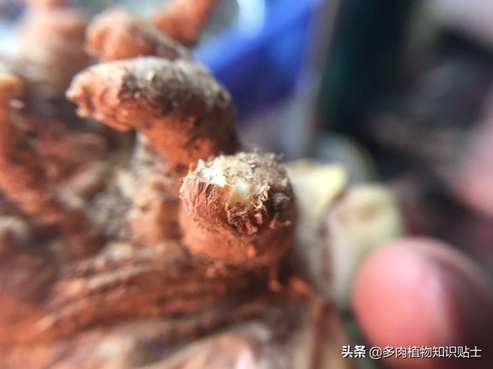 仙人掌什么情况下修根,怎么给仙人掌修形