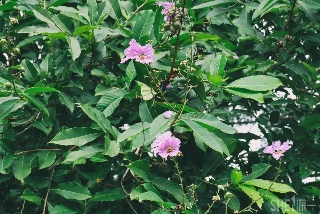 深圳市美美美,深圳最美免费水库