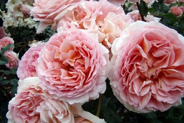 适合院子种的藤本月季品种,好养的藤本月季品种有哪些优点