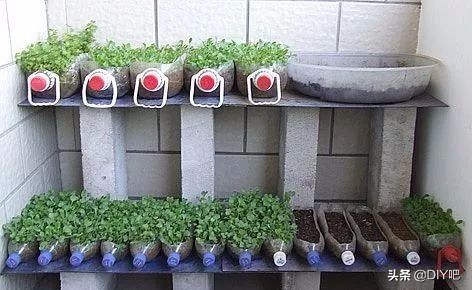 阳台小菜园手把手教你阳台种菜,阳台怎么种菜才能让菜长得肥沃
