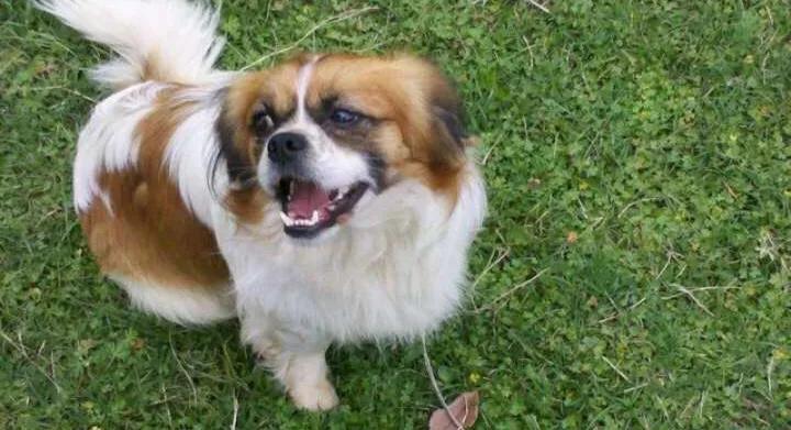 京巴犬为什么是土狗,京巴犬为什么现在没人养了