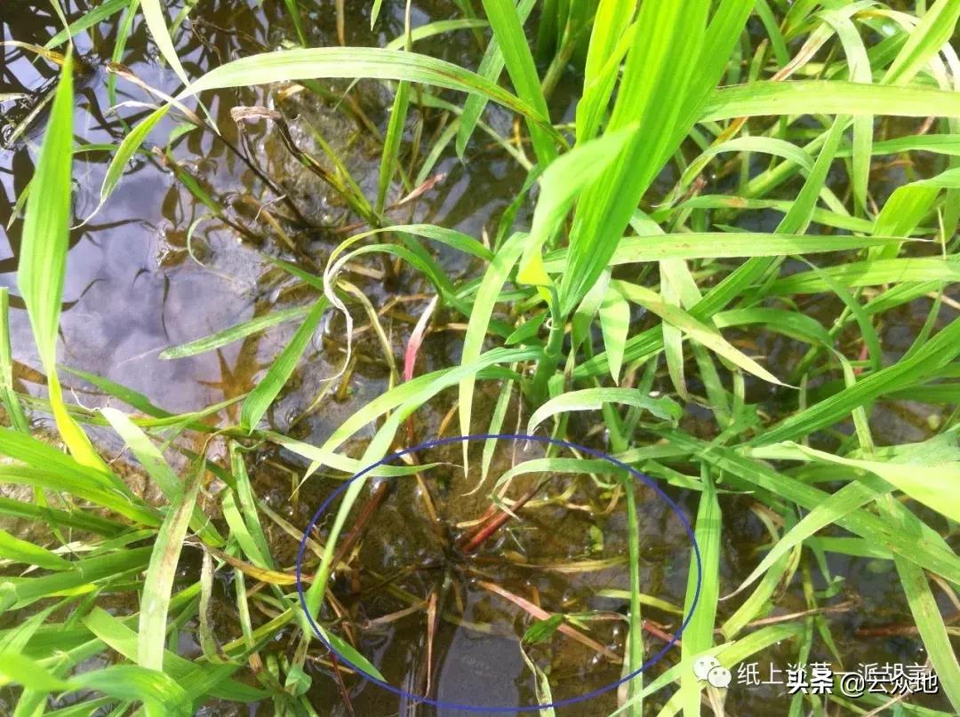 如何防除稗草,抗性稗草与普通稗草区别