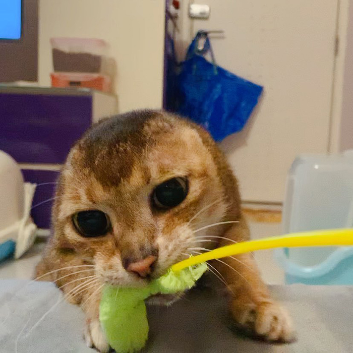 奥利给小猫,哆啦a梦没耳朵的猫咪