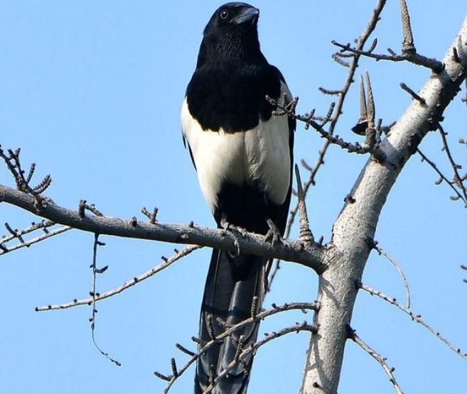 喜鹊窝搭得乱七八糟为何不怕风雪,喜鹊窝建造全过程