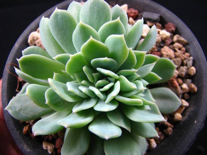 100种常见多肉植物图鉴收藏,1000种多肉植物图鉴及名字