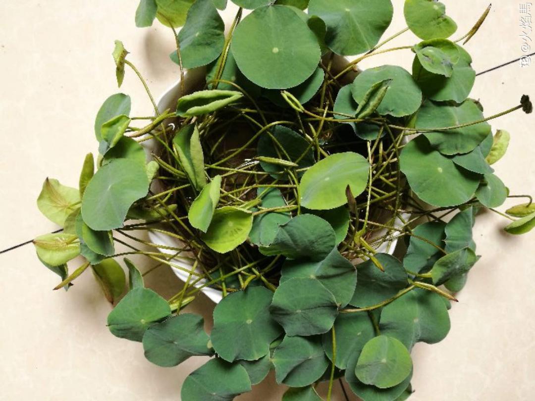 买花实用小技巧有哪些,买花怎么不会入坑