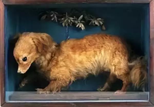 如果要找工作，你家傻狗除了卖萌还能干什么？