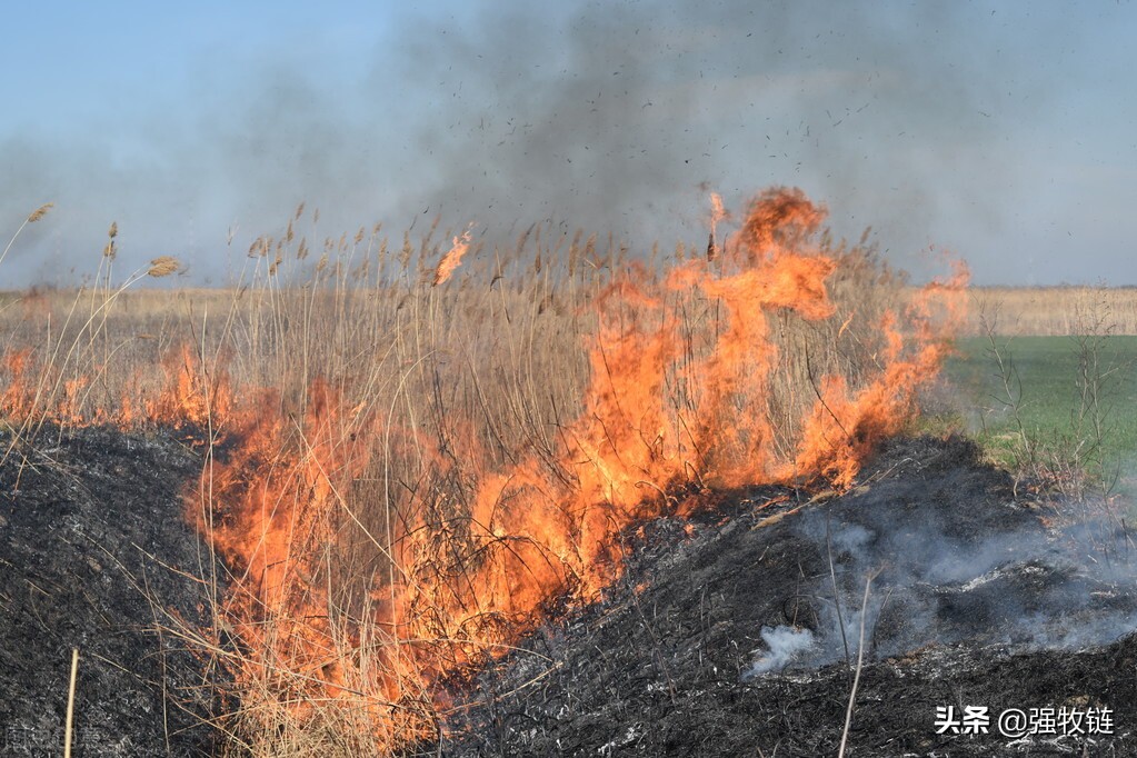 养殖场驱蚊子最有效的方法,养殖场蚊子苍蝇成灾怎么解决