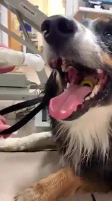 牧羊犬吞下最爱的玩具球，下一秒疯狂呕吐，幸亏一个洞救它狗命