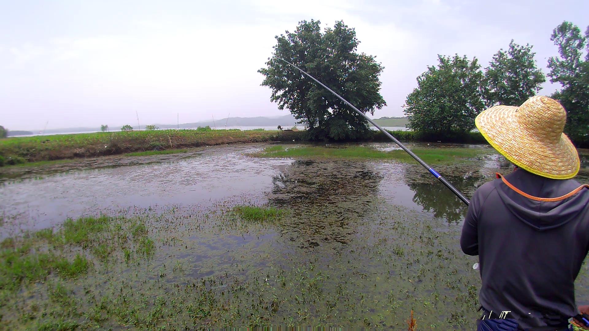 手竿钓黑鱼方法与绝招,手竿钓黑鱼什么饵好视频